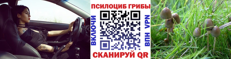 Псилоцибиновые грибы Psilocybe  Купить где  Артёмовск 